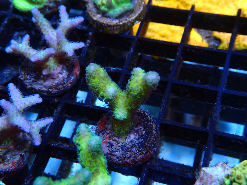 Local Grown Digi Frag