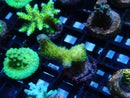 Local Grown Digi Frag