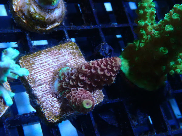Homegrown Acro Frag