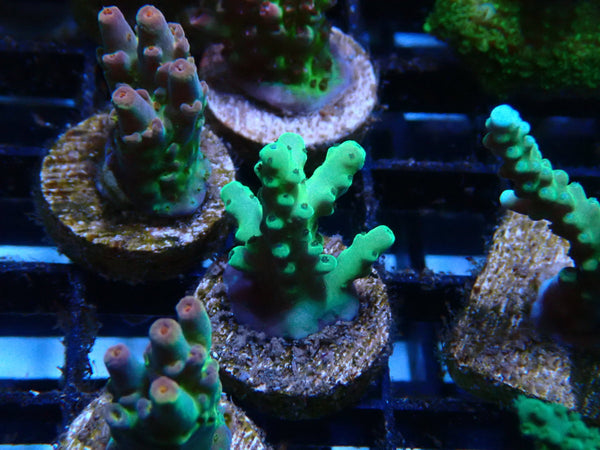 Homegrown Acro Frag