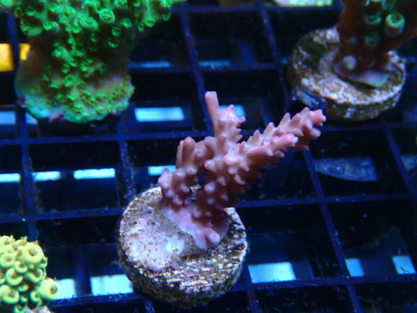 Homegrown Acro Frag