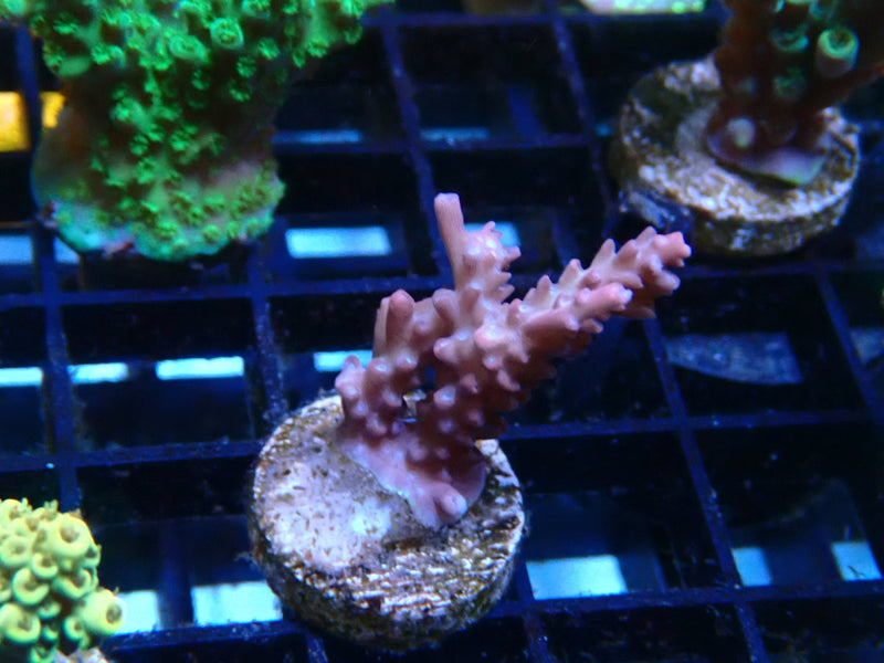 Homegrown Acro Frag