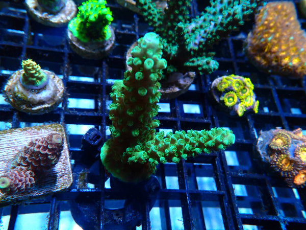 Homegrown Blue/green stag Acro Frag