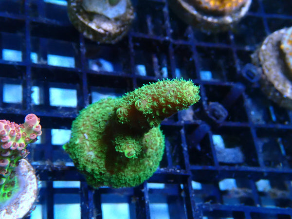 Homegrown Acro Frag