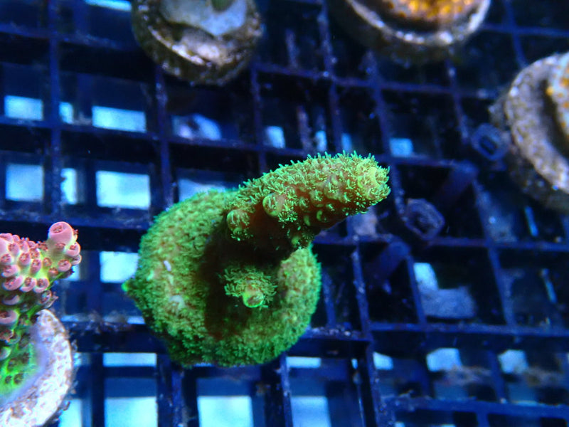 Homegrown Acro Frag