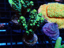 Monsoon Aquatics Acro Frag