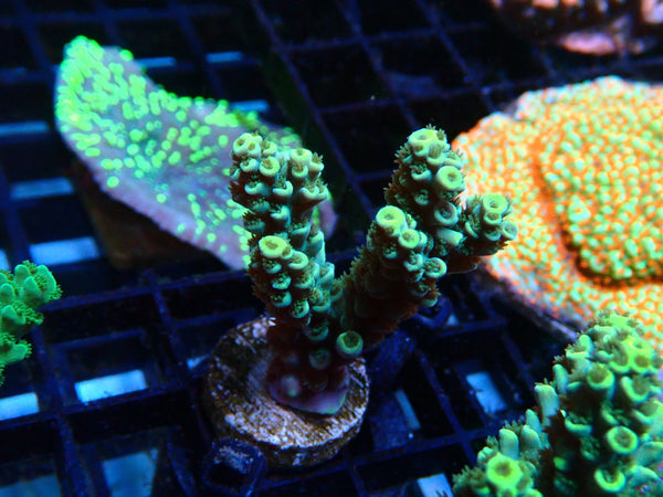 Monsoon Aquatics Acro Frag