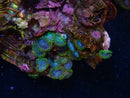 Zoa Rock small