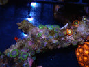 Zoa Rock