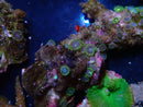 Zoa Rock