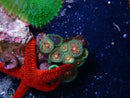 Zoa Rock small