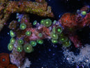 Zoa Rock
