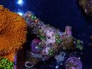 Zoa Rock