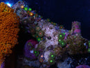 Zoa Rock