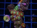Zoa Rock
