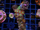 Zoa Rock