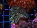 Zoa Rock small