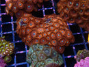 Zoa Rock