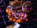 Zoa Rock small