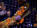Zoa Rock medium