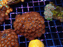 Zoa Rock