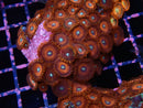 Zoa Rock