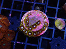 Zoa Frag