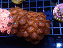 Zoa Rock