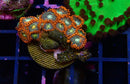 Zoa Frag