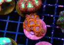 Zoa Frag