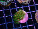 Zoa Frag