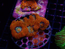 Ultra Bowerbanki small