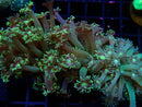Goni Frag