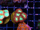 Blastomussa Frag