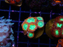 Blastomussa Frag
