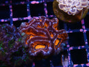 Acan Frag
