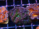 Acan Frag