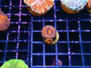Monsoon Aquatics Spawned Acan Frag