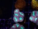 Blastomussa Frag
