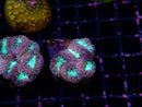 Blastomussa Frag