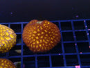 Frag Clear Out