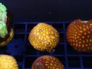 Frag Clear Out