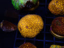 Frag Clear Out