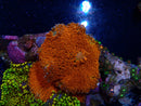 Ricordea Double Orange medium rics