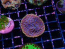 Frag Clear Out