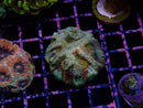 Frag Clear Out