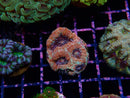 Frag Clear Out