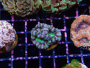 Acan Frag