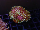 Torch gold Variety
