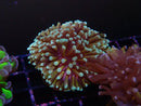 Torch gold Variety